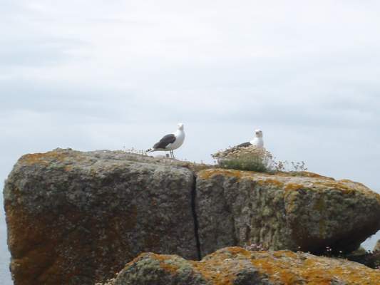 Black Back Sea Gull